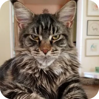 🤨 emoji ✦ maincoon core ★ ꕀ @krikolvix Telegram sticker 24 of 50