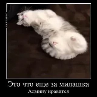 Sticker from ДемотиваторыКомару @komarueveryday