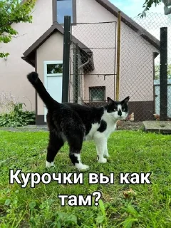 🐔 emoji Малыш А ну-ка давай-ка Telegram sticker 18 of 21