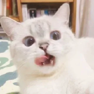 Sticker from Cats @TVstickers