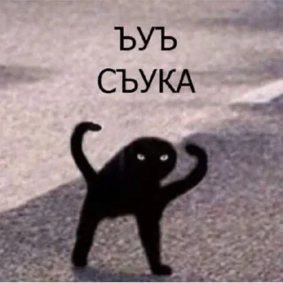 Sticker from Cats