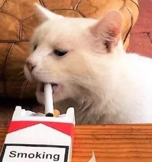 🚬 emoji котики лины Telegram sticker 21 of 25