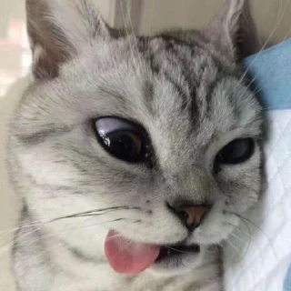 ☺️ emoji котики Telegram sticker 9 of 20