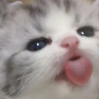 ☺️ emoji котики Telegram sticker 14 of 20
