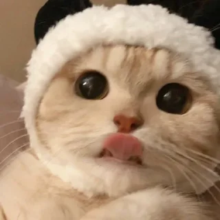 ☺️ emoji котики Telegram sticker 17 of 20