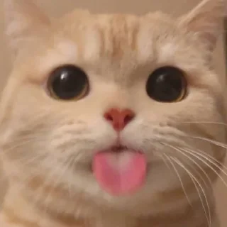 ☺️ emoji котики Telegram sticker 3 of 20