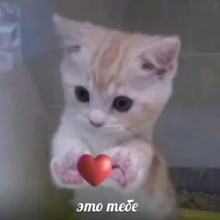 Sticker from котики