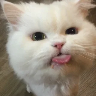 ☺️ emoji котики Telegram sticker 12 of 20