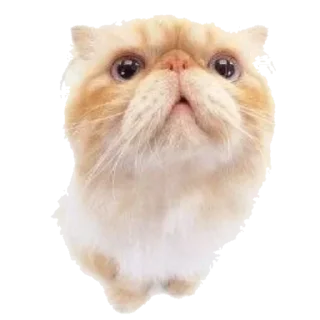 💗 emoji ✩᳣     uin1s݂ 🥒 ࣪   !! Telegram sticker 23 of 48