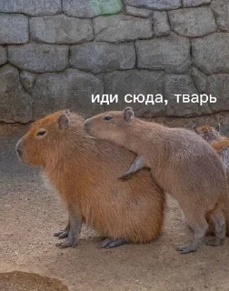 Sticker from Ядерни пон