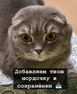 😍 emoji Бонстер Telegram sticker 8 of 25