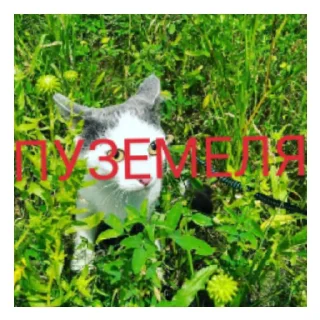 😄 emoji Обнова? Да Telegram sticker 15 of 43