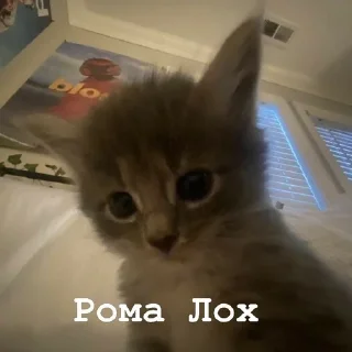 Sticker from Я думал сова а оказалось пон