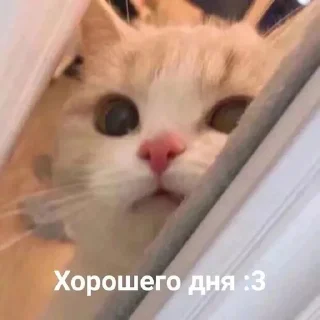 Sticker from Котики