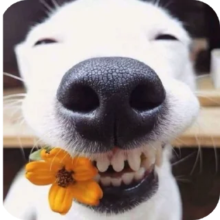 🐶 emoji مالط @M_0_IHXX Telegram sticker 22 of 103