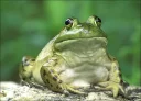 🐸 emoji Удивительные жабы Telegram sticker 12 of 33