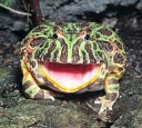 🐸 emoji Удивительные жабы Telegram sticker 7 of 33