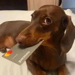 💳 emoji 💌🪩 приколюшники Telegram sticker 20 of 42
