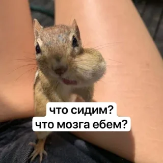 🐿️ emoji 💌🪩 приколюшники Telegram sticker 8 of 42
