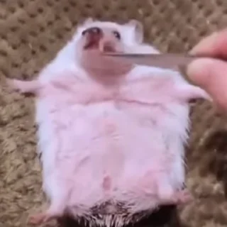 🦔 emoji Ежи жуют Telegram sticker 10 of 14
