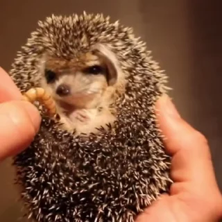 🦔 emoji Ежи жуют Telegram sticker 5 of 14