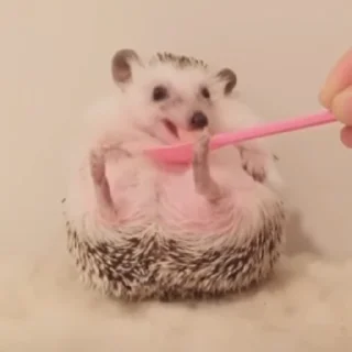 🦔 emoji Ежи жуют Telegram sticker 9 of 14