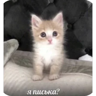 Sticker from Злые котики @MoiStikiBot