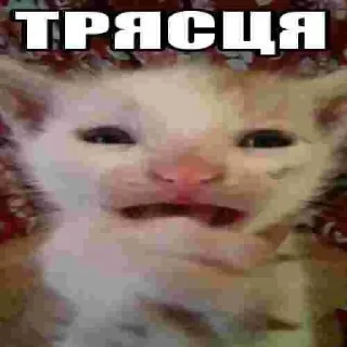 🫣 emoji КОТИСЬКО та компанія Telegram sticker 6 of 25