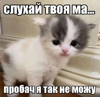 😭 emoji КОТИСЬКО та компанія Telegram sticker 16 of 25