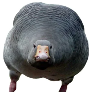 🧐 emoji Гуси Telegram sticker 2 of 19