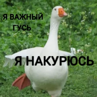 🧐 emoji Гуси [] Telegram sticker 15 of 23
