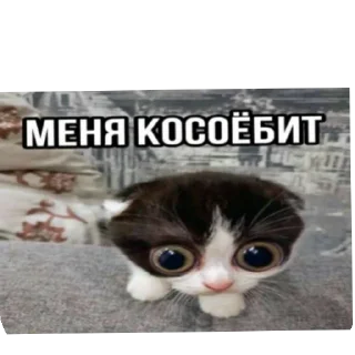 🐱 emoji Хзче Telegram sticker 24 of 104