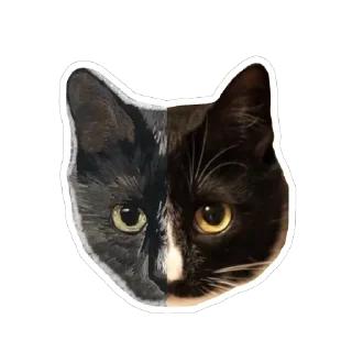 😺 emoji Angry Cat Telegram sticker 12 of 12