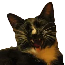 😡 emoji Angry Cat Telegram sticker 6 of 12