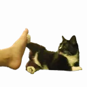 Sticker from Angry Cat