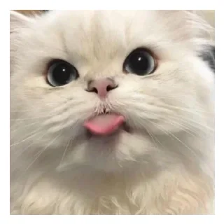 Sticker from Котики