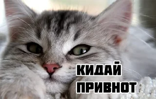 Sticker from Котики