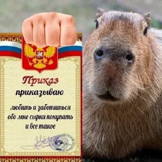 🤍 emoji Капибары @Bublik_Z Telegram sticker 23 of 44