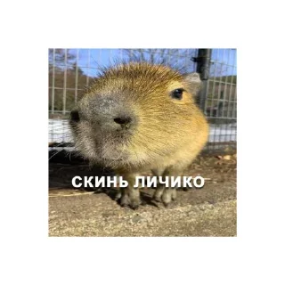 🥺 emoji Капибары @Bublik_Z Telegram sticker 21 of 44