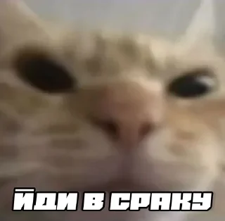 🖕 emoji шось by @shpthfu Telegram sticker 15 of 44