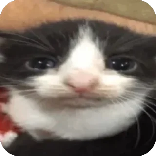 🥺 emoji мяяя Telegram sticker 23 of 88