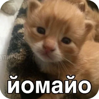 🤯 emoji мяяя Telegram sticker 16 of 88