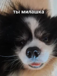 😍 emoji MyDogFedor Telegram sticker 14 of 15