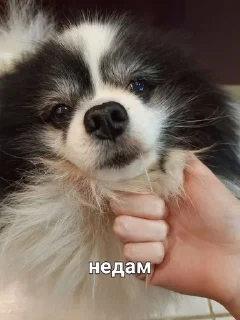👺 emoji MyDogFedor Telegram sticker 7 of 15