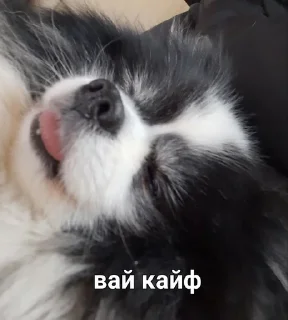 🤤 emoji MyDogFedor Telegram sticker 5 of 15