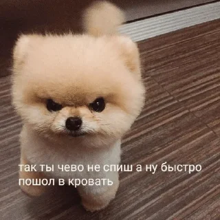 Sticker from бигль
