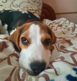 🥺 emoji BeagleAmor Telegram sticker 10 of 31