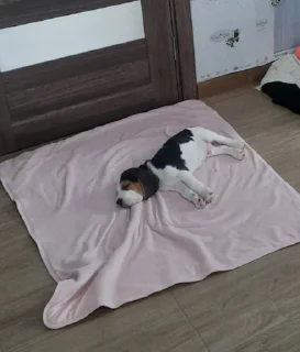 😴 emoji BeagleAmor Telegram sticker 7 of 31