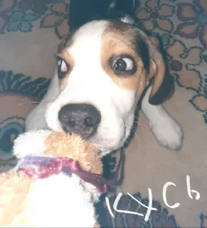 😋 emoji BeagleAmor Telegram sticker 14 of 31