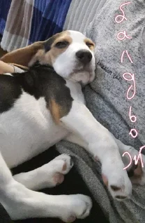 😌 emoji BeagleAmor Telegram sticker 18 of 31
